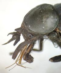 Tabanus erebus