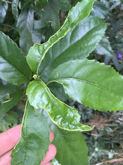 Aceria melicyti