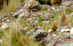 Muscisaxicola cinereus