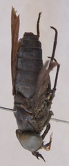 Tabanus erebus