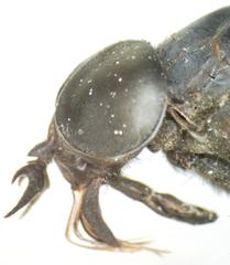 Tabanus erebus