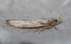 Metopleura potosi