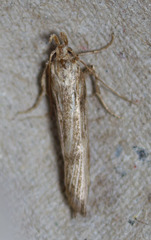 Metopleura potosi