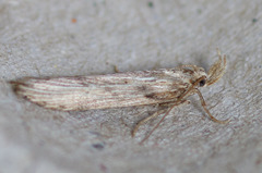 Metopleura potosi
