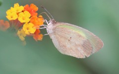 Eurema daira eugenia