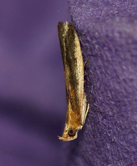 Honora montinatatella