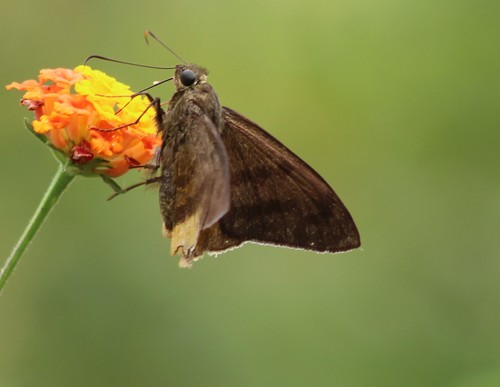 Yellow-tipped Flasher