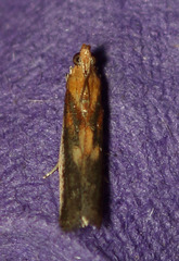 Honora montinatatella