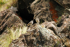 Muscisaxicola cinereus