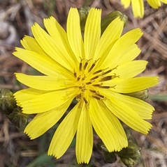 Ixeris chinensis