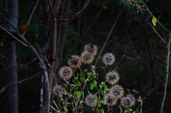 Porophyllum punctatum