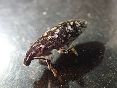 Cyphocleonus achates