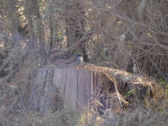 Junco