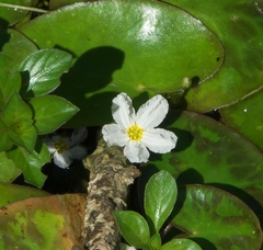 Nymphoides cristata