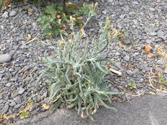Senecio quadridentatus