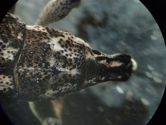 Cyphocleonus achates