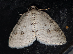 Venusia obsoleta