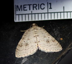 Venusia obsoleta
