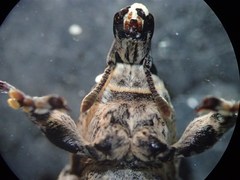 Cyphocleonus achates