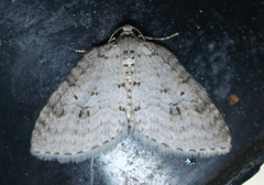 Venusia obsoleta