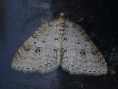 Venusia obsoleta