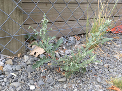 Senecio glomeratus