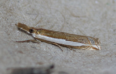 Crambus sperryellus