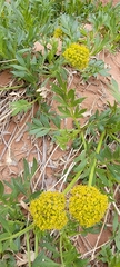 Lomatium latilobum