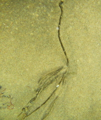 Myriogloea intestinalis