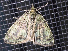 Hydriomena transfigurata
