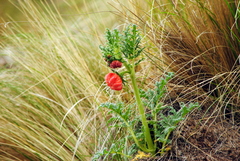 Caiophora chuquitensis