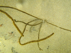 Myriogloea intestinalis