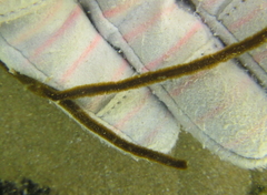 Myriogloea intestinalis