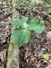 Trillium albidum parviflorum