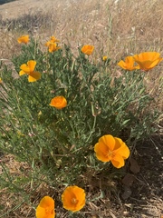 Eschscholzia californica