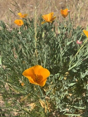 Eschscholzia californica