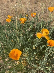 Eschscholzia californica