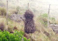 Phacellodomus striaticeps