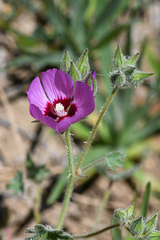 Sidalcea keckii