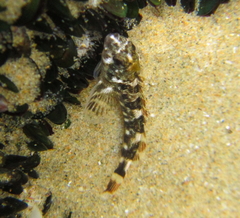 Blennodon dorsalis