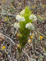 Castilleja rubicundula