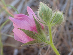 Sidalcea keckii