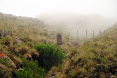 Phacellodomus striaticeps