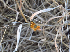 Phyciodes graphica