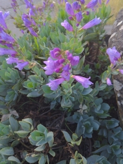Penstemon barrettiae