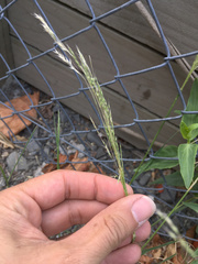 Lachnagrostis filiformis
