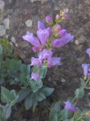 Penstemon barrettiae