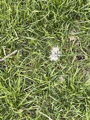 Taraxacum officinale