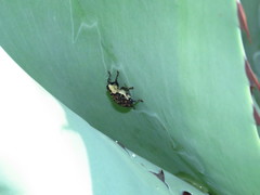 Peltophorus polymitus