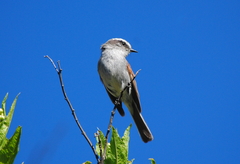 Ochthoeca leucophrys